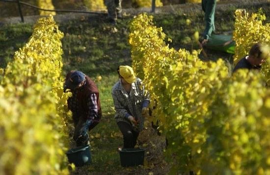 全球葡萄酒總產量下降8.2%,2018葡萄酒漲價已成定勢