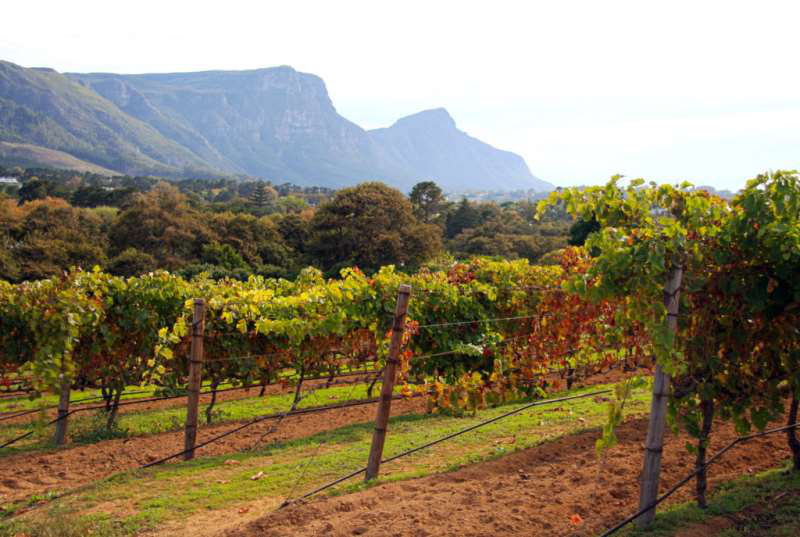 開普敦水荒,南非葡萄酒何去何從